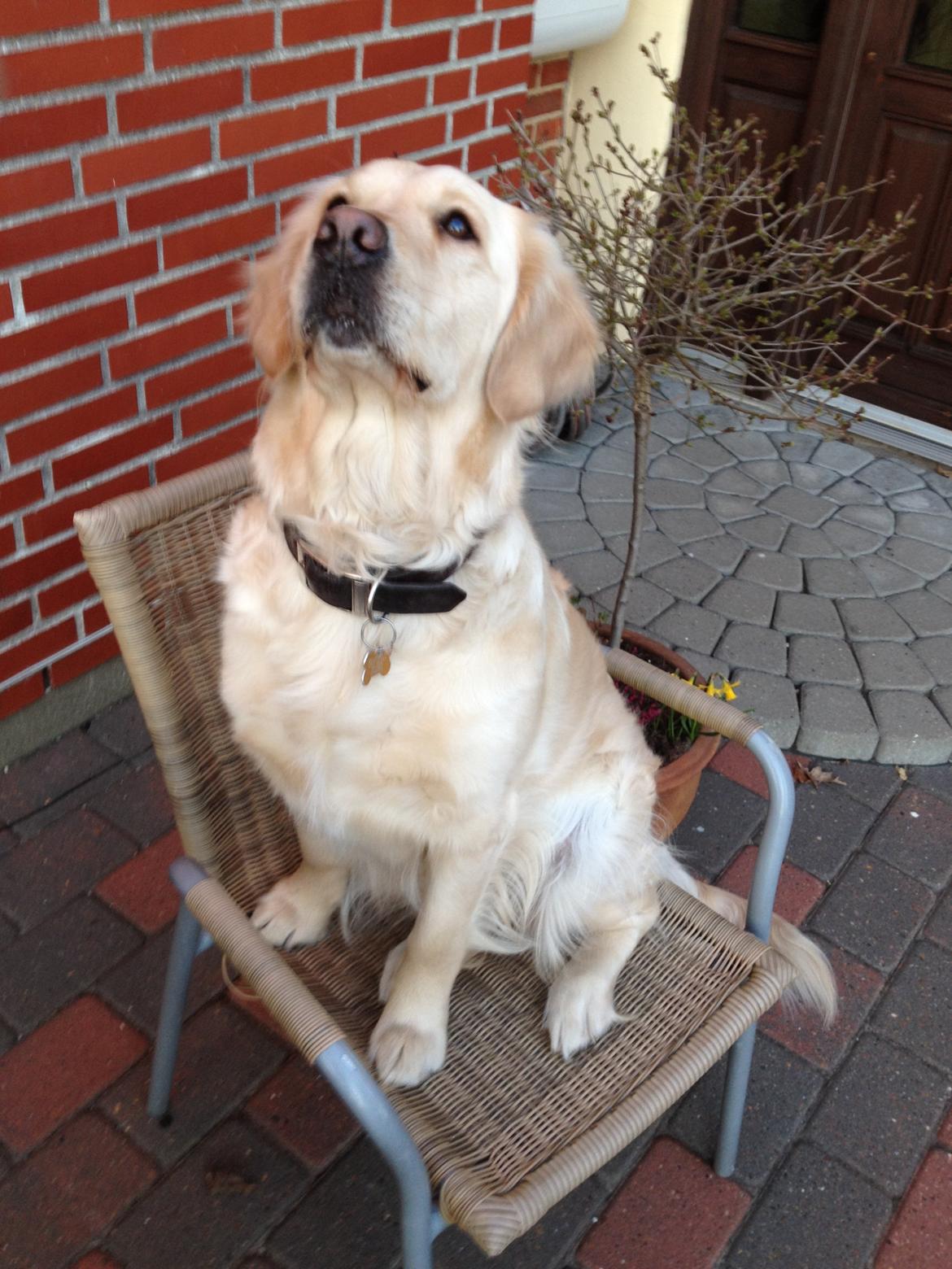 Golden retriever Beauty - 4.4.2012
Nyt billede, sådan ser hun ud nu xD <3 billede 5