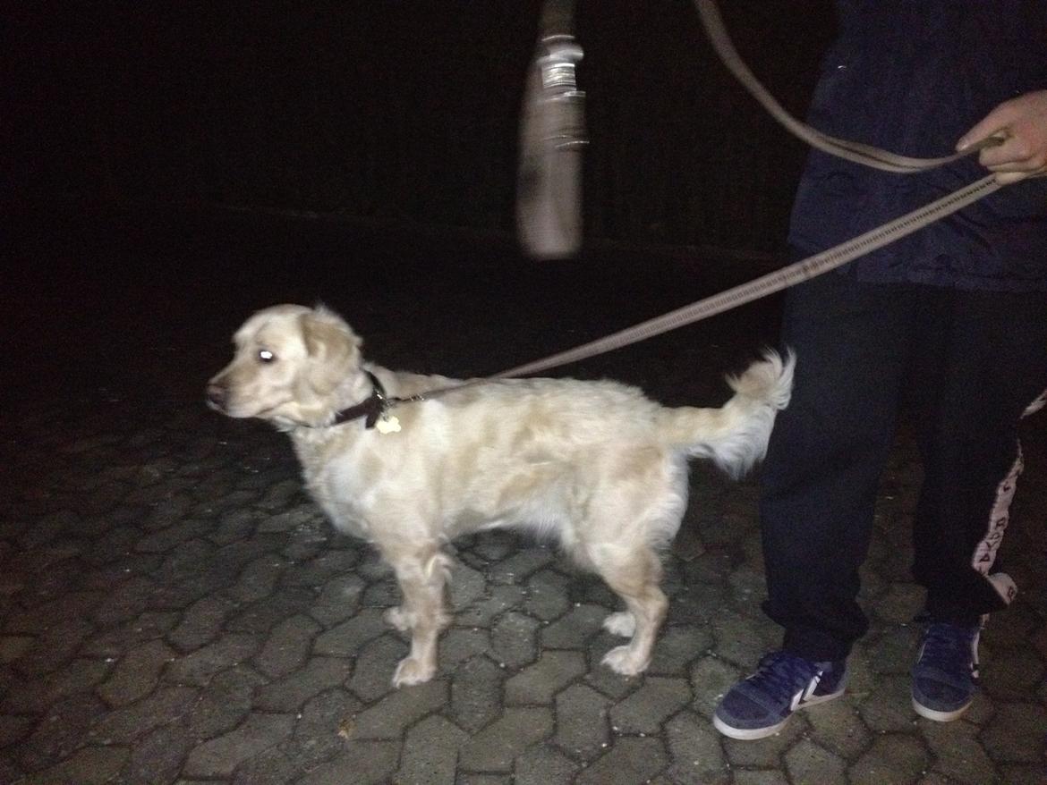 Golden retriever Beauty - Sorry kvalitet, taget i mørke (:

2012  billede 9