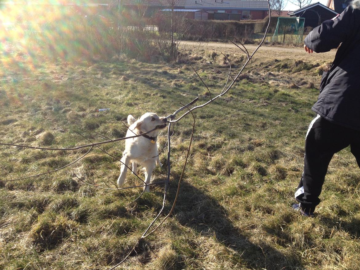 Golden retriever Beauty - STOR pind xD 

2012 billede 16