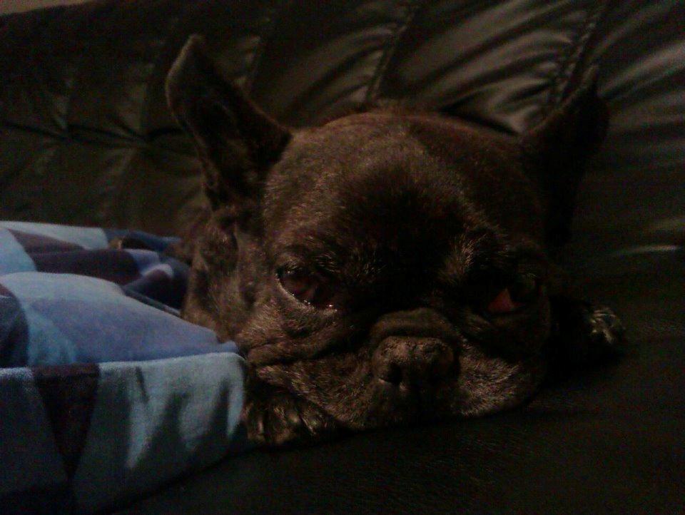 Fransk bulldog Hera billede 1