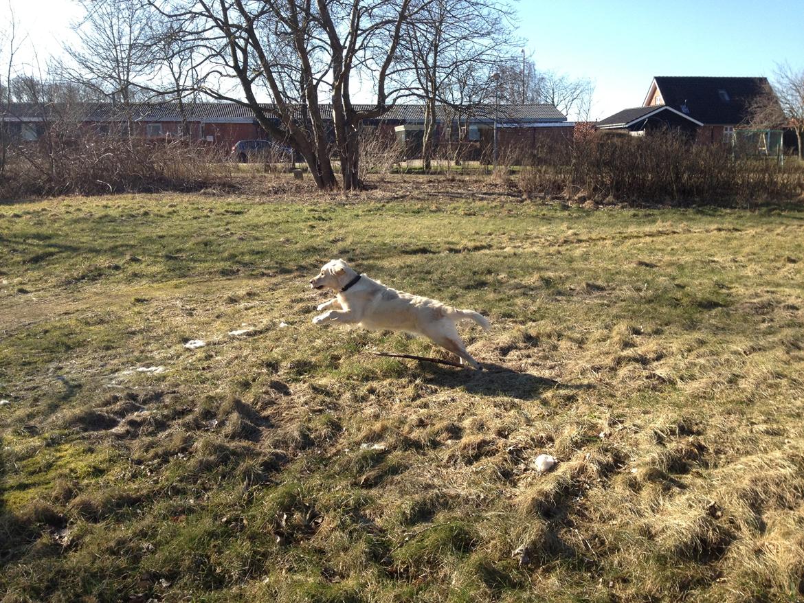 Golden retriever Beauty - Her kommer jeg xD Weee ! ;I

2012 billede 13