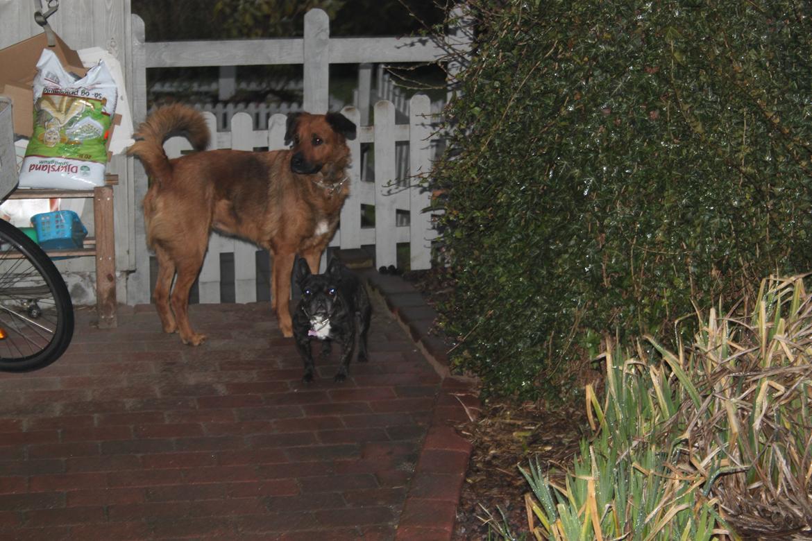 Fransk bulldog Hera billede 2