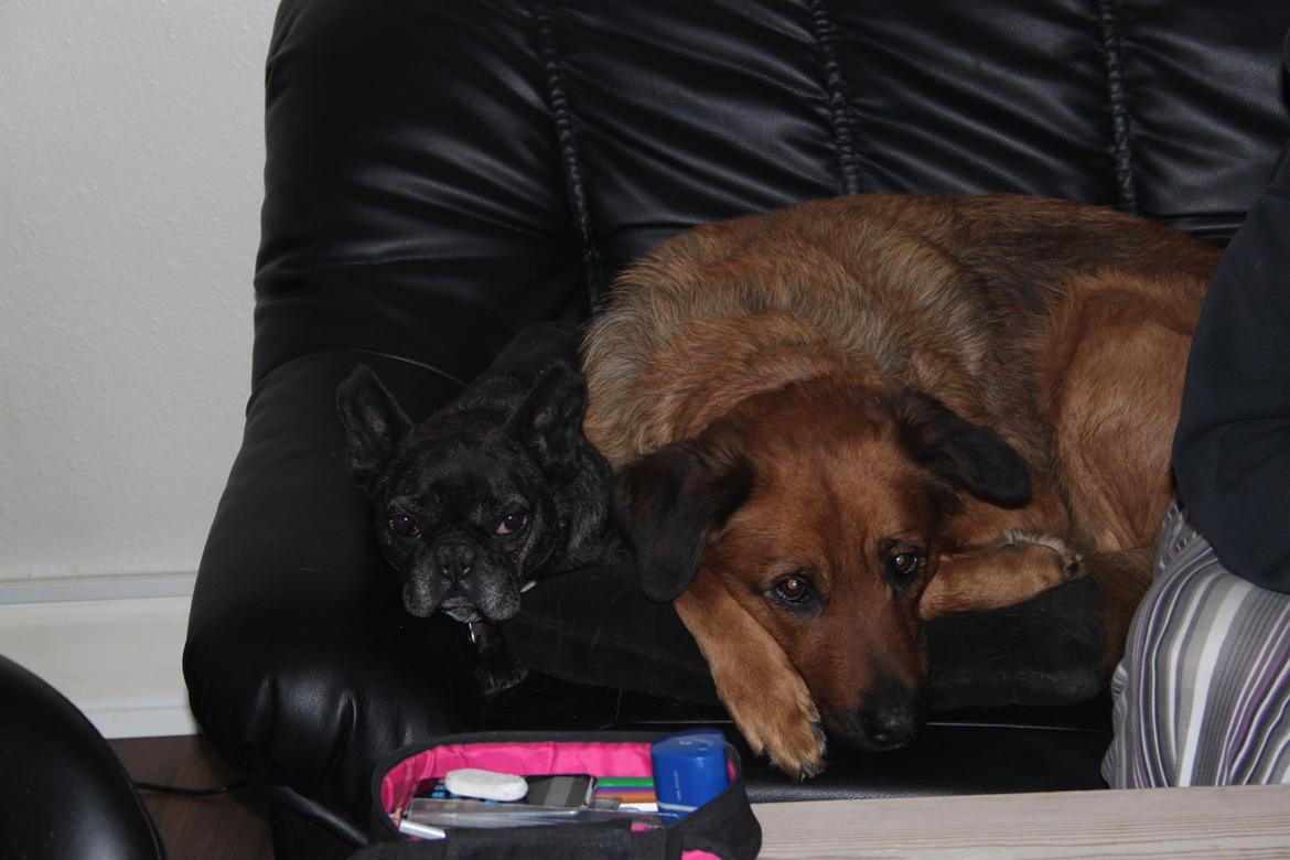 Fransk bulldog Hera billede 3