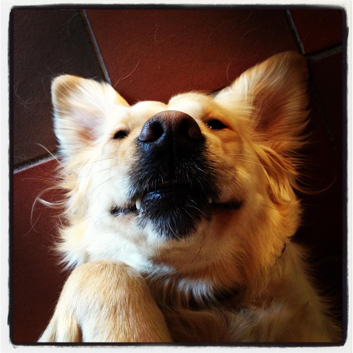 Golden retriever Beauty - Skide godt billede af Prulle xD

2012 billede 2