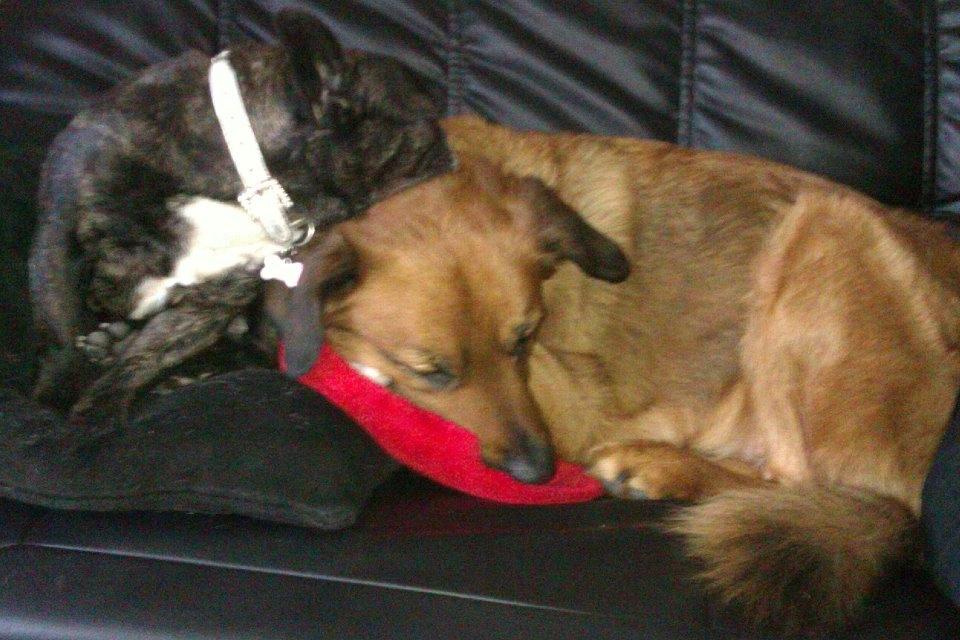 Fransk bulldog Hera billede 4