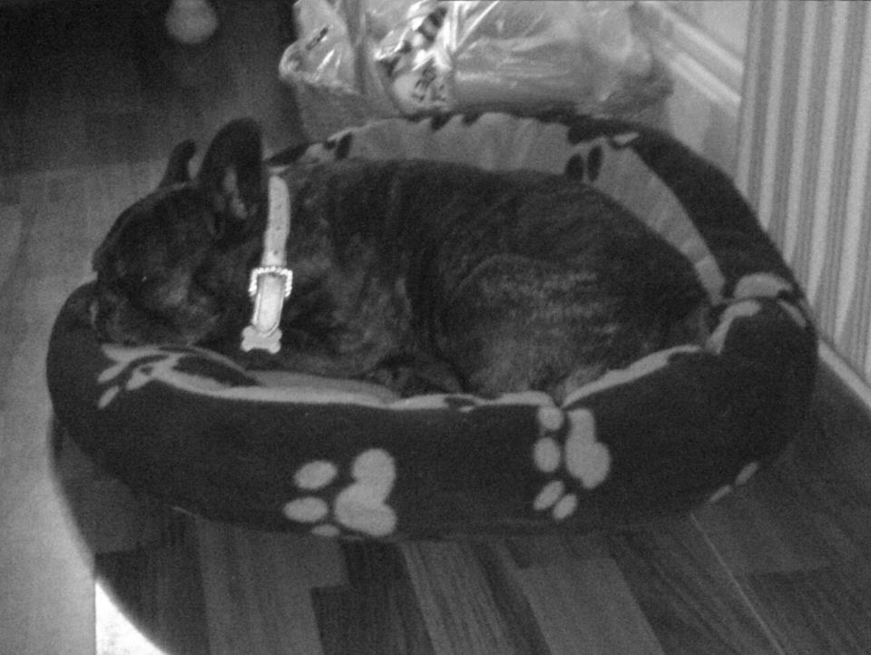 Fransk bulldog Hera billede 5