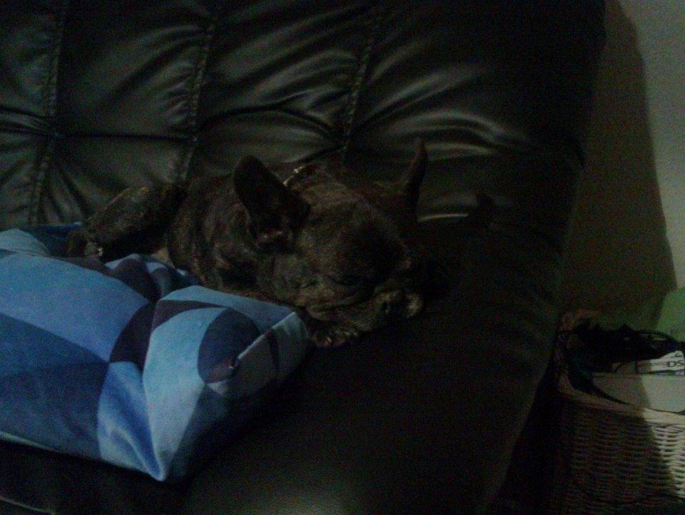 Fransk bulldog Hera billede 6