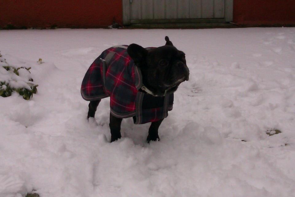 Fransk bulldog Hera billede 7