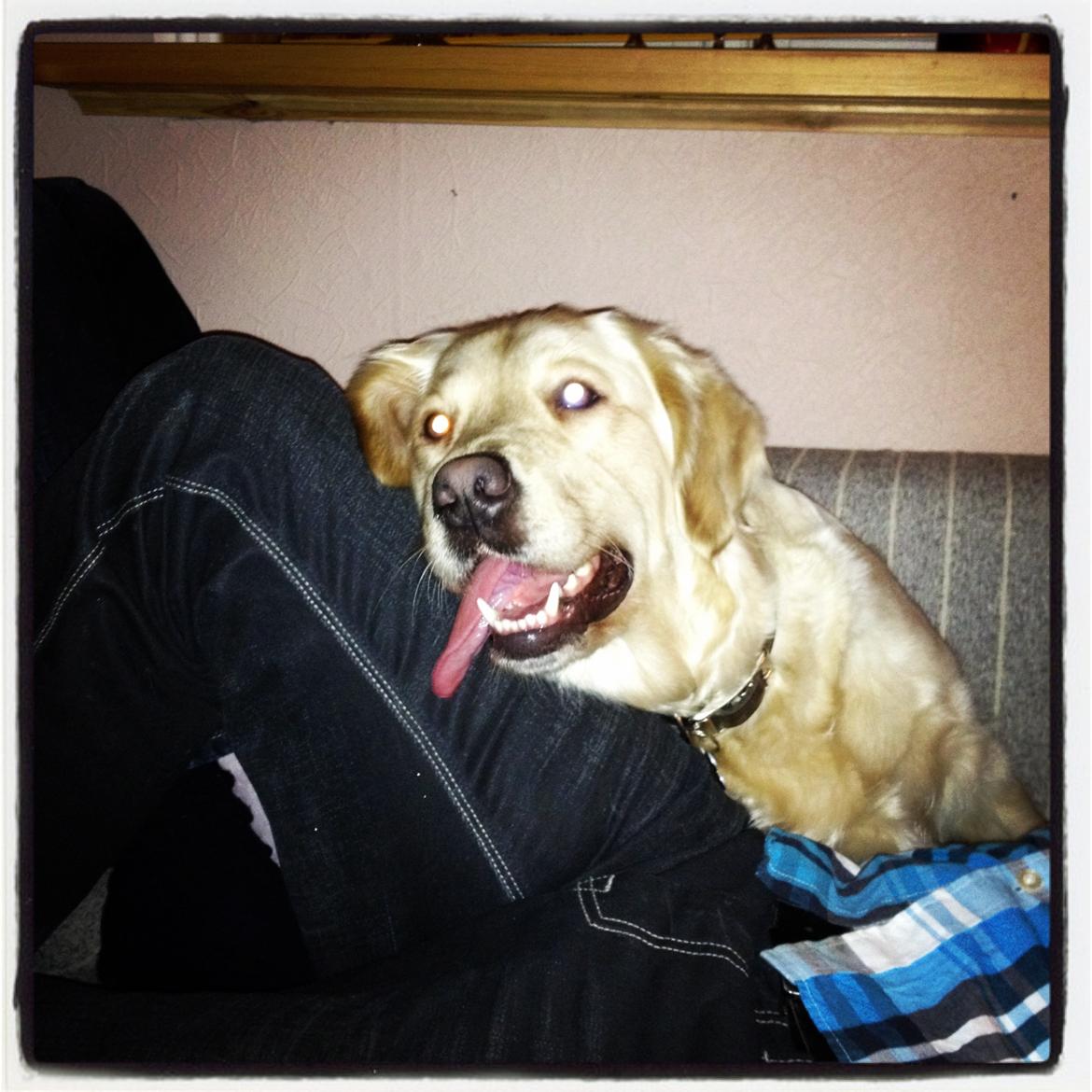 Golden retriever Beauty - 2012 billede 11