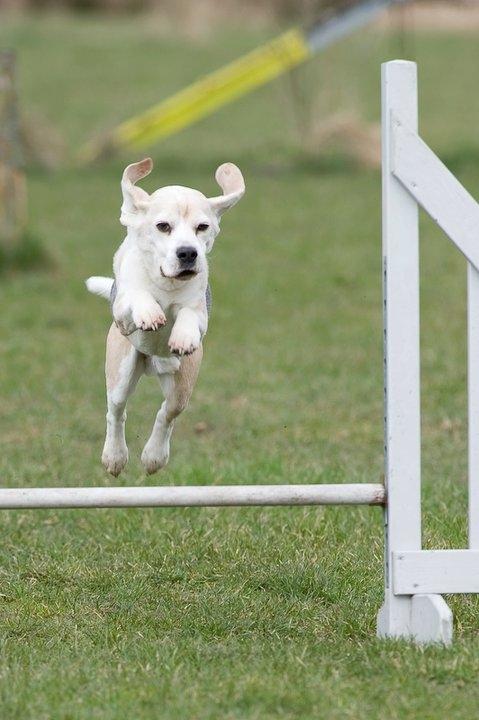 Beagle Sydney billede 2