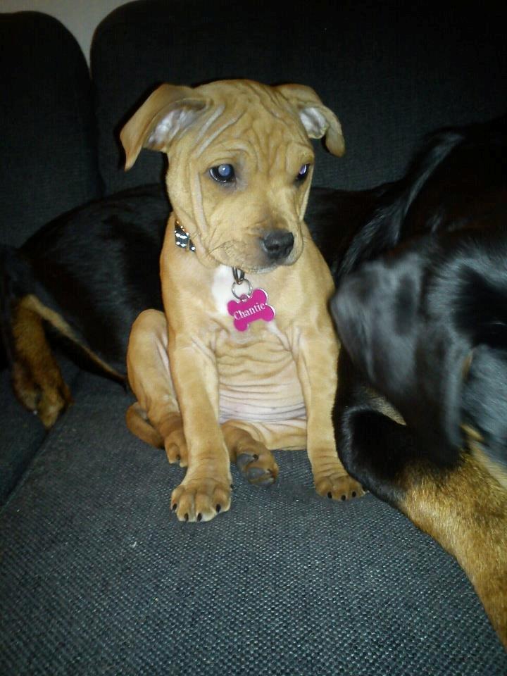 Staffordshire bull terrier Chantie billede 1