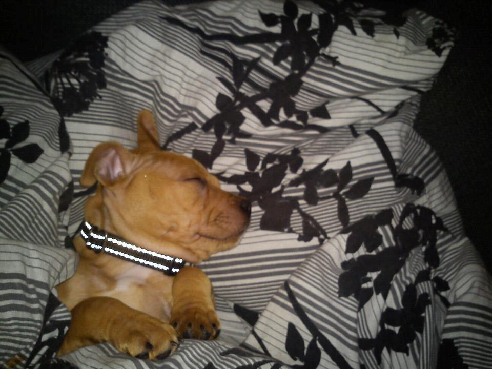 Staffordshire bull terrier Chantie billede 2