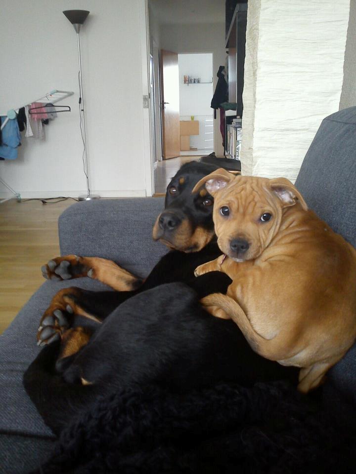 Staffordshire bull terrier Chantie billede 3