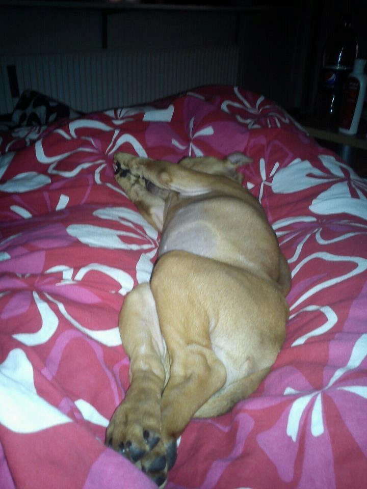 Staffordshire bull terrier Chantie billede 4