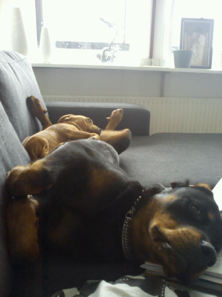 Staffordshire bull terrier Chantie billede 5