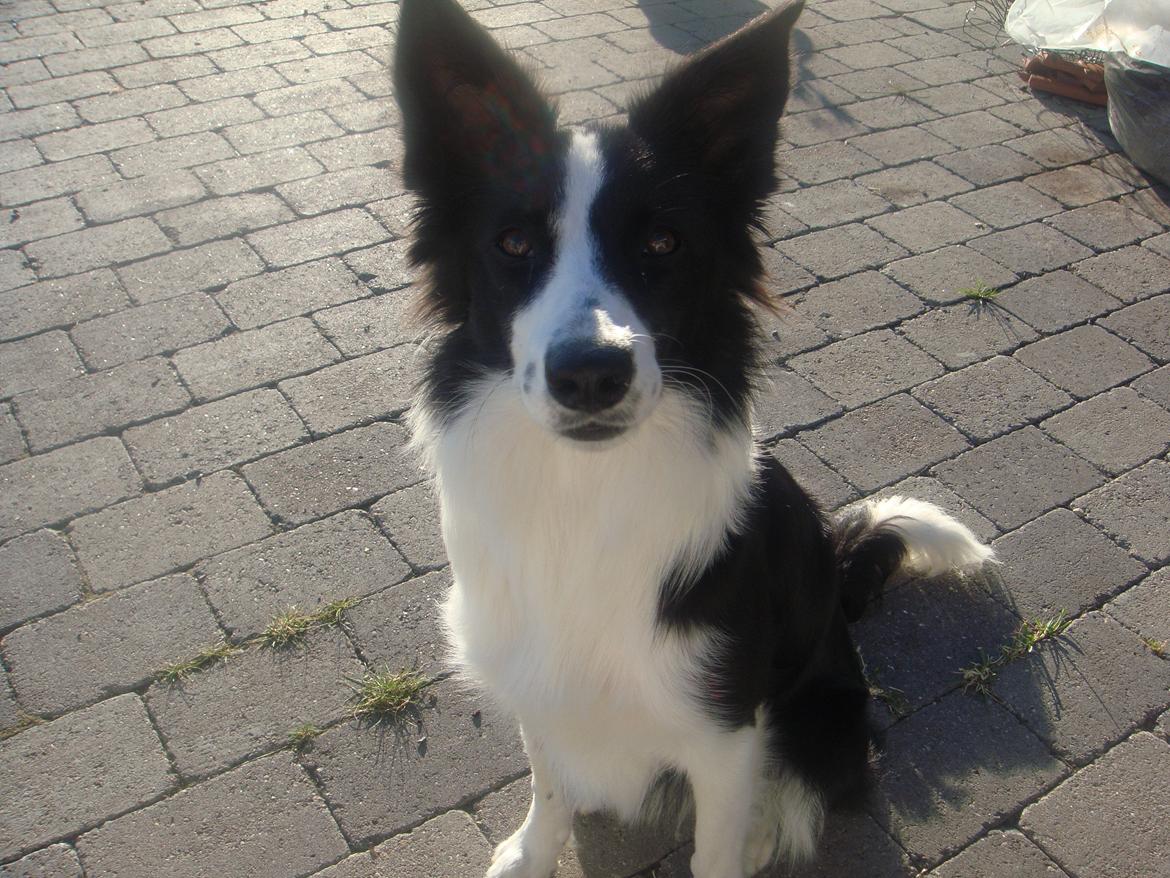 Border collie Daisy - Daisy ude i haven. billede 1