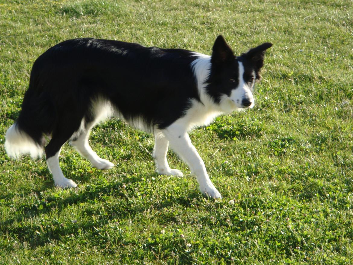 Border collie Daisy - Daisy der venter på jeg skal sparke til bolden. billede 2