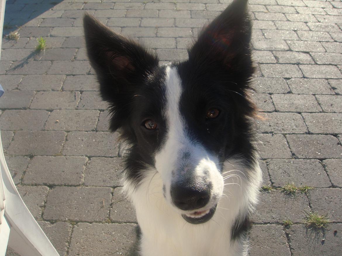 Border collie Daisy - smiiiil Daisy. billede 3