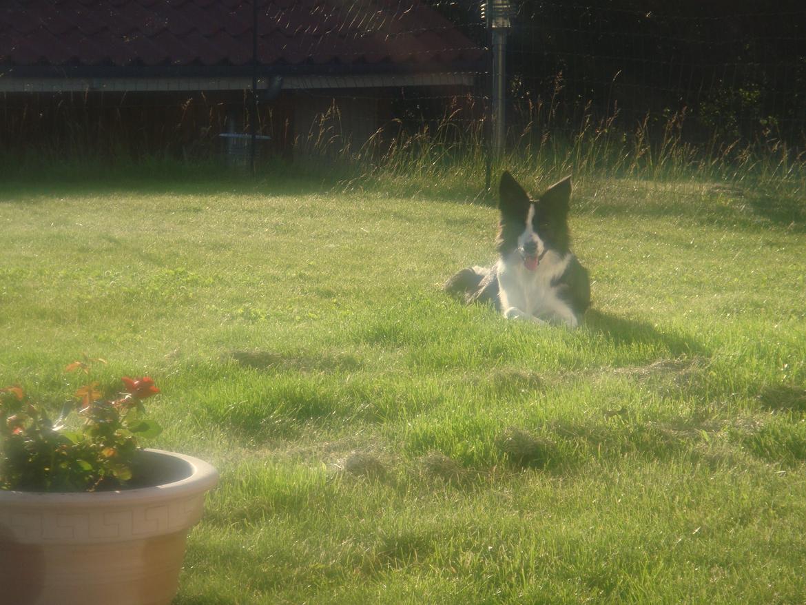 Border collie Daisy - Daisy som nyder solen. billede 4