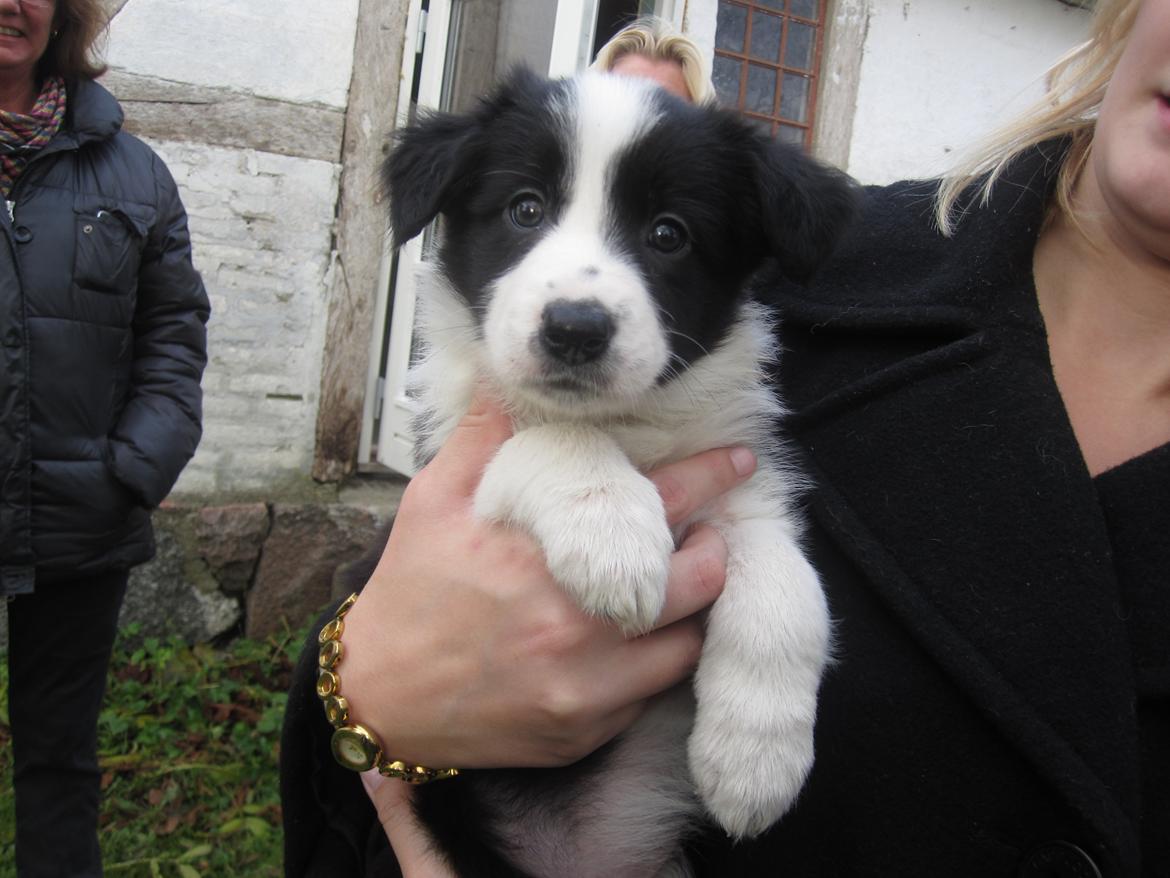 Border collie Daisy - Daisy 6-7 uger. billede 5