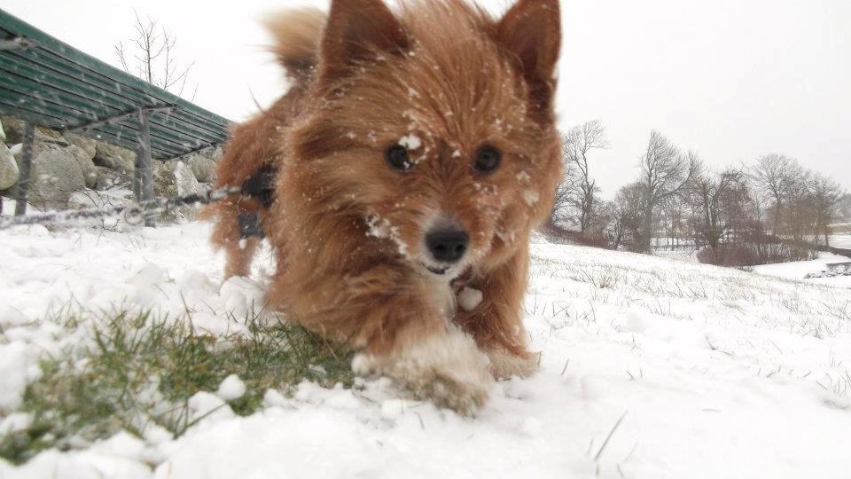 Blanding af racer Sunja billede 4