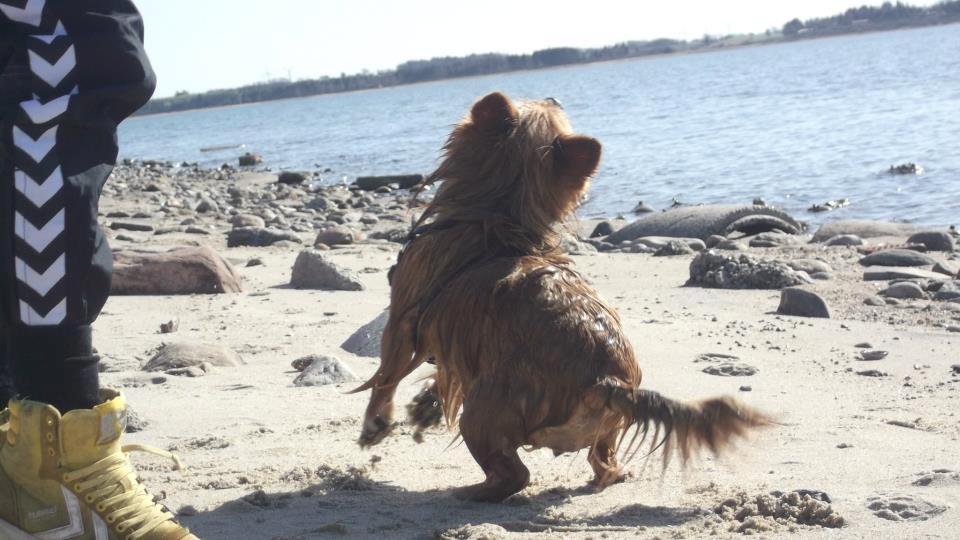 Blanding af racer Sunja billede 5