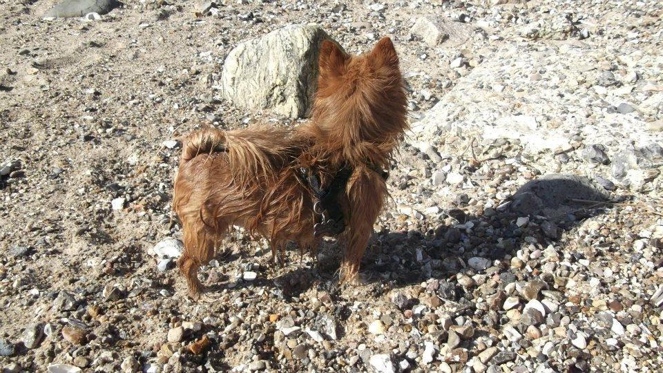 Blanding af racer Sunja billede 12