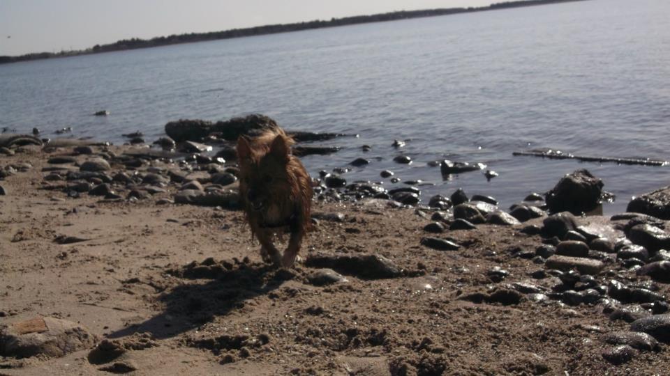 Blanding af racer Sunja billede 13