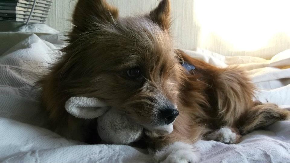 Blanding af racer Sunja billede 2