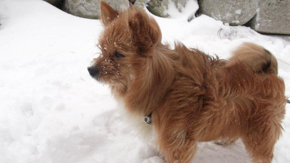 Blanding af racer Sunja billede 6