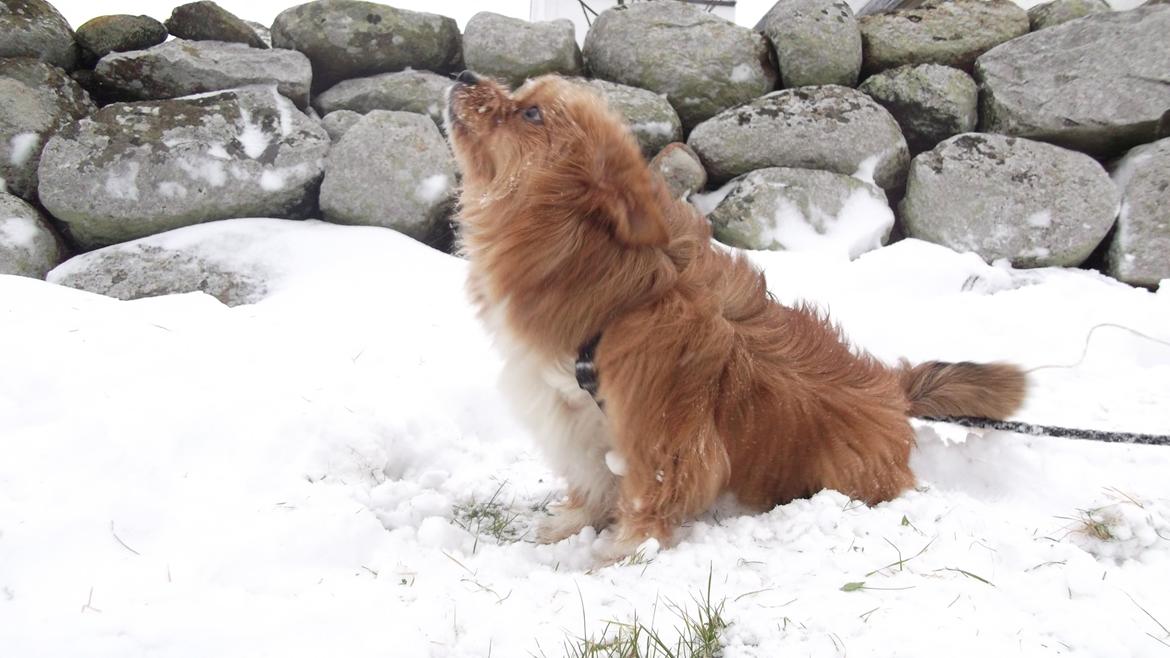 Blanding af racer Sunja billede 16