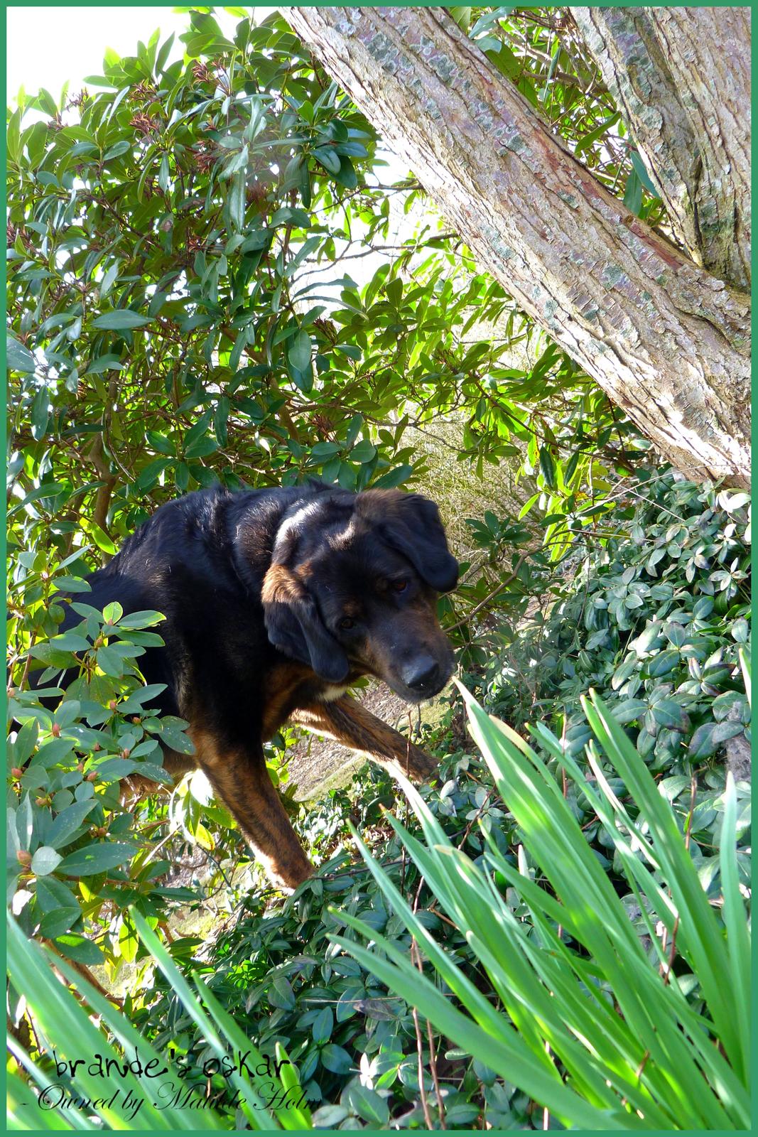 Blanding af racer Oskar R.I.P billede 14