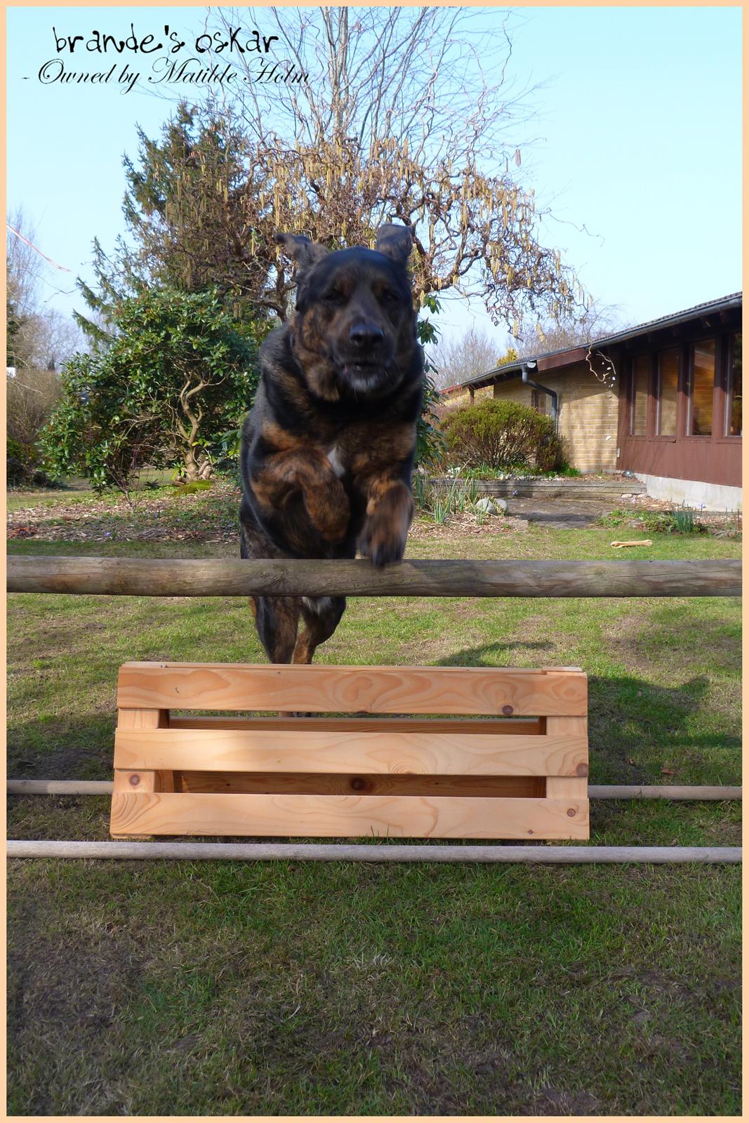 Blanding af racer Oskar R.I.P billede 15