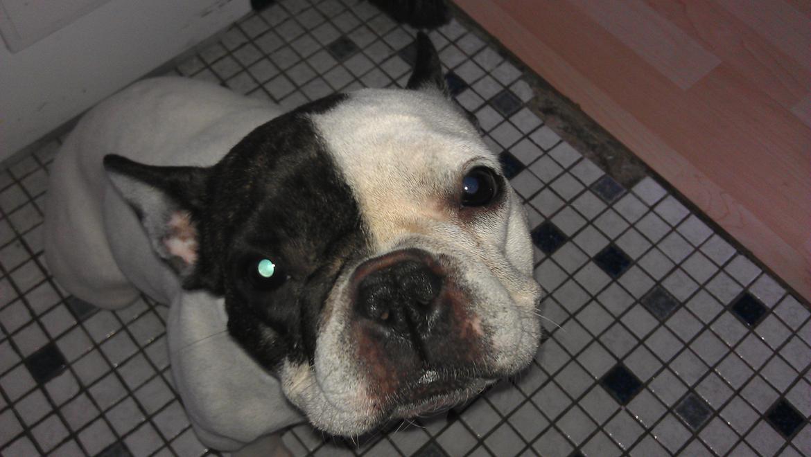 Fransk bulldog Mifi billede 1