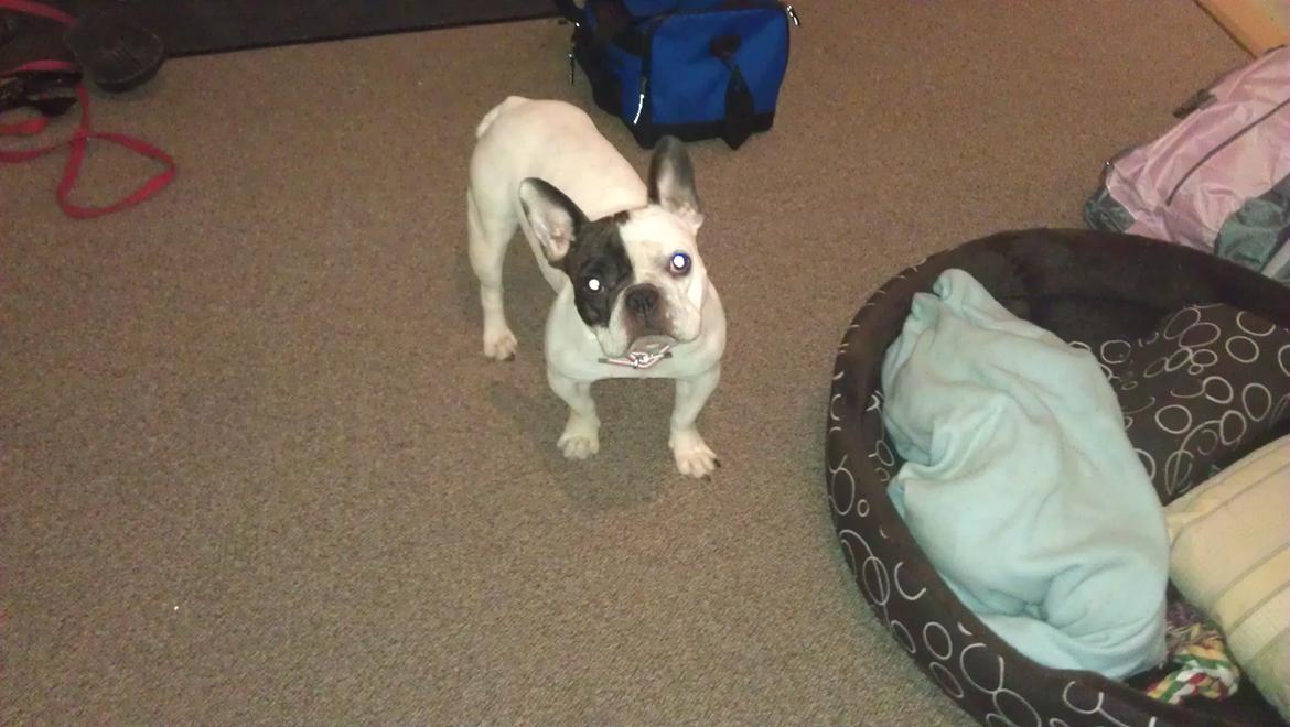 Fransk bulldog Mifi billede 3