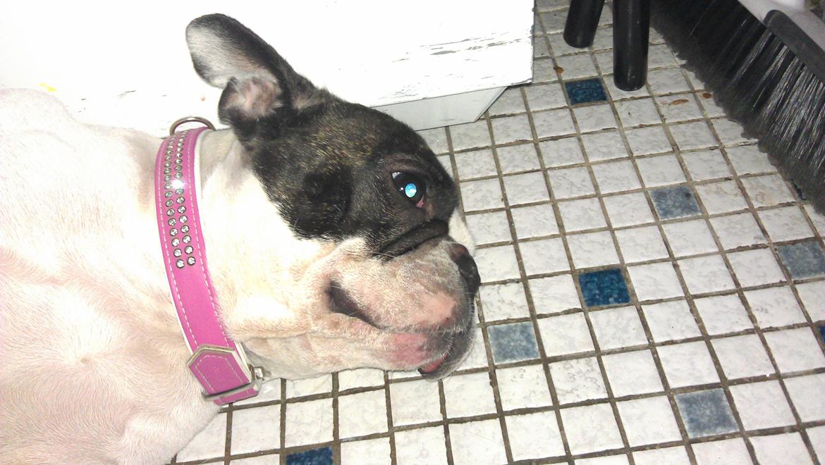 Fransk bulldog Mifi billede 6