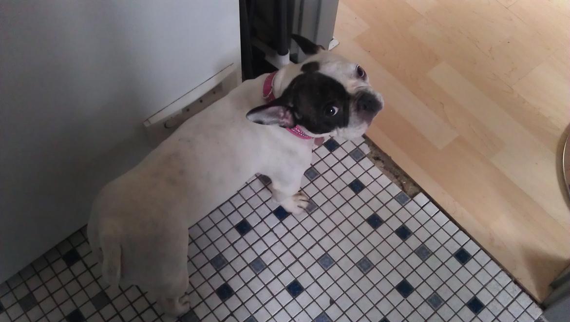Fransk bulldog Mifi billede 8