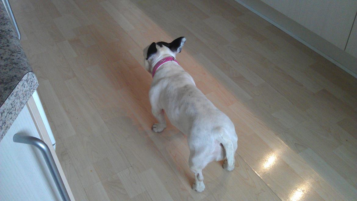 Fransk bulldog Mifi billede 9
