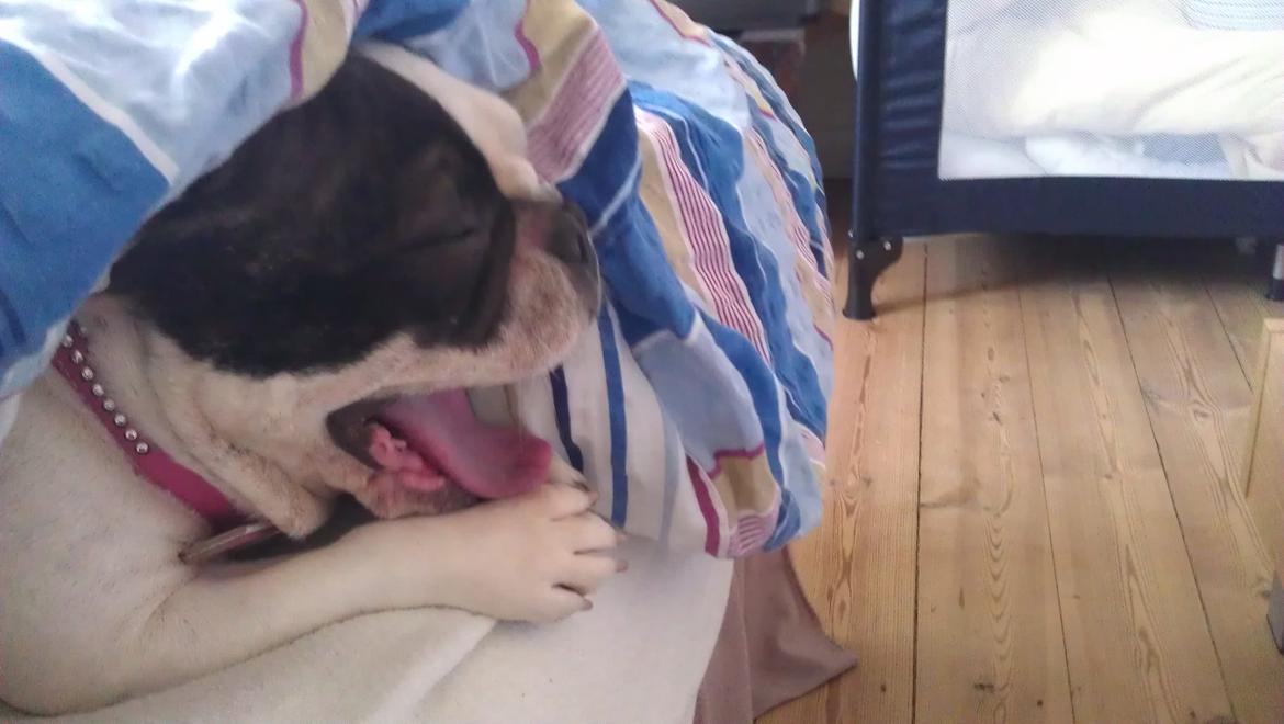 Fransk bulldog Mifi billede 10