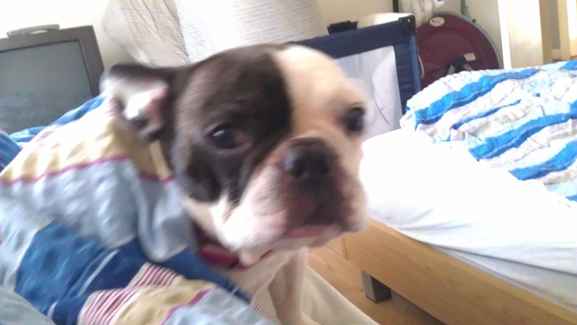 Fransk bulldog Mifi billede 13