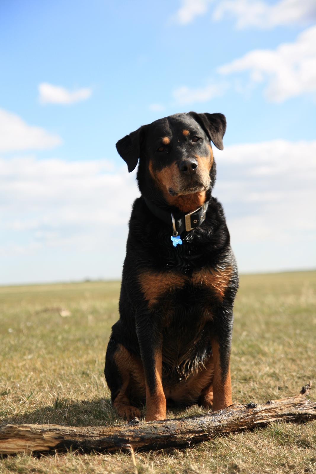 Rottweiler Tazja, fattiggårdens Foxy billede 19