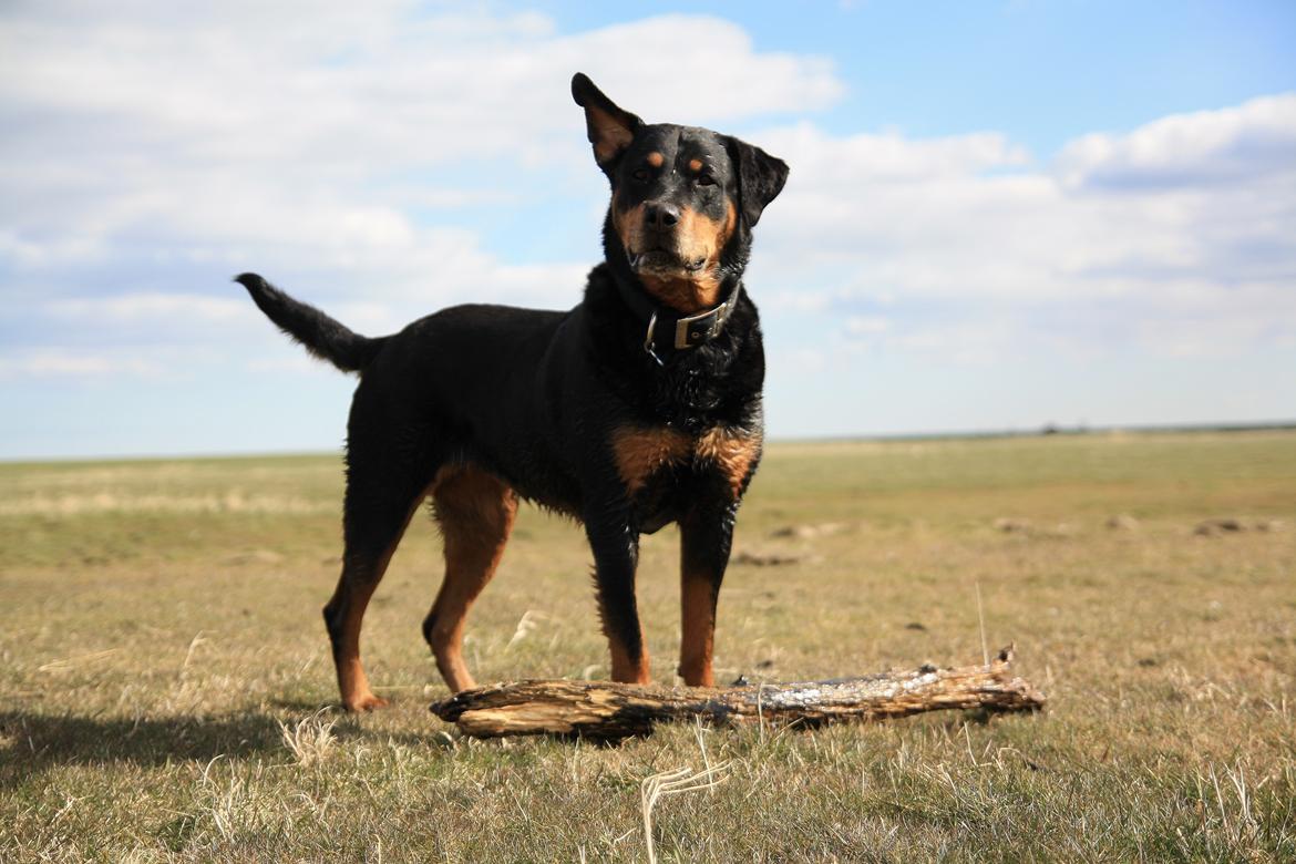 Rottweiler Tazja, fattiggårdens Foxy billede 20