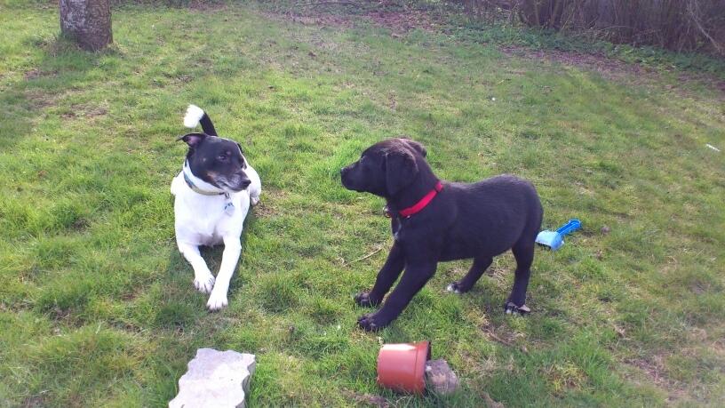 Blanding af racer Snowie - Snowie og onkel Nico prøver at lege sammen billede 4