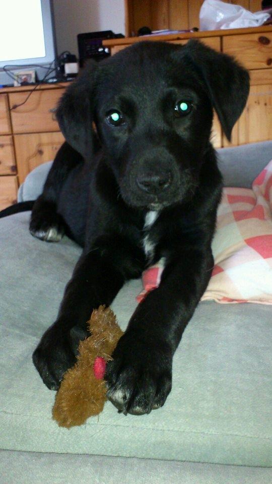 Blanding af racer Snowie - Smuk - ja, det er mig ..... :-) billede 1