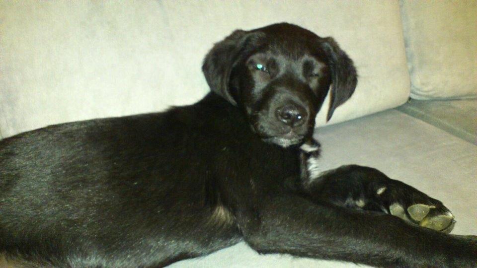 Blanding af racer Snowie - Og jeg er lille og træt ......  billede 9