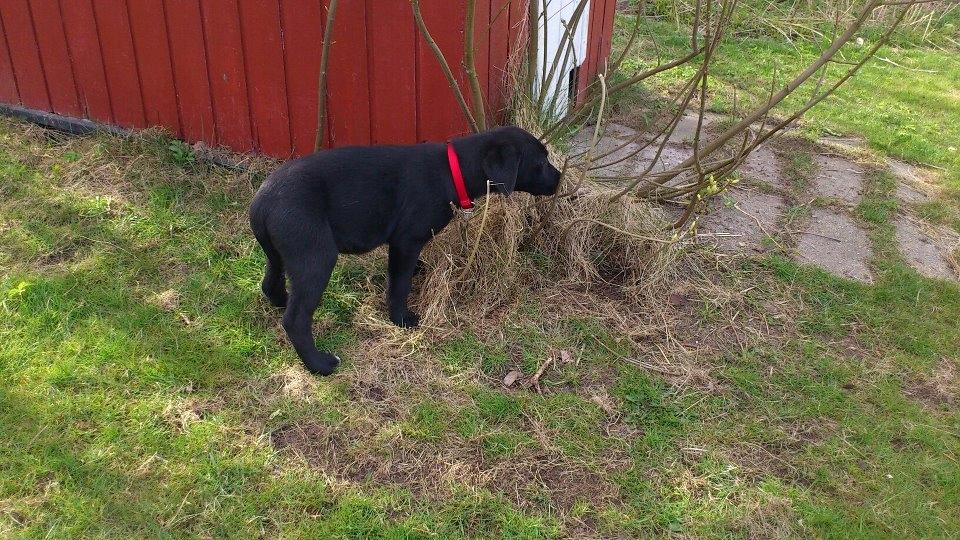 Blanding af racer Snowie - Øh, var det her han sagde jeg skulle snuse ??? ( er lidt skræmt af det hele) billede 6