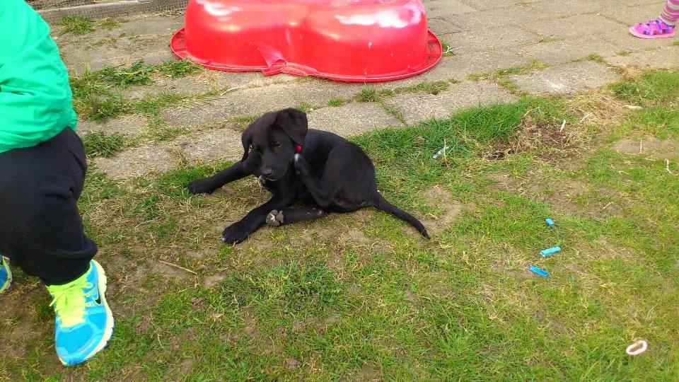 Blanding af racer Snowie - Det klør, klør, KLØR ..........  billede 3