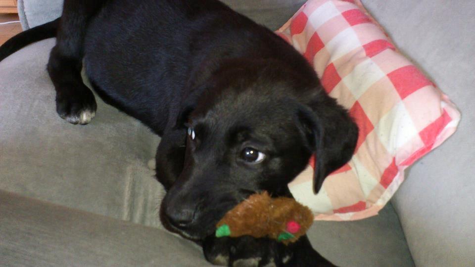 Blanding af racer Snowie - Snuppede lige en bamse der lå ....  billede 7