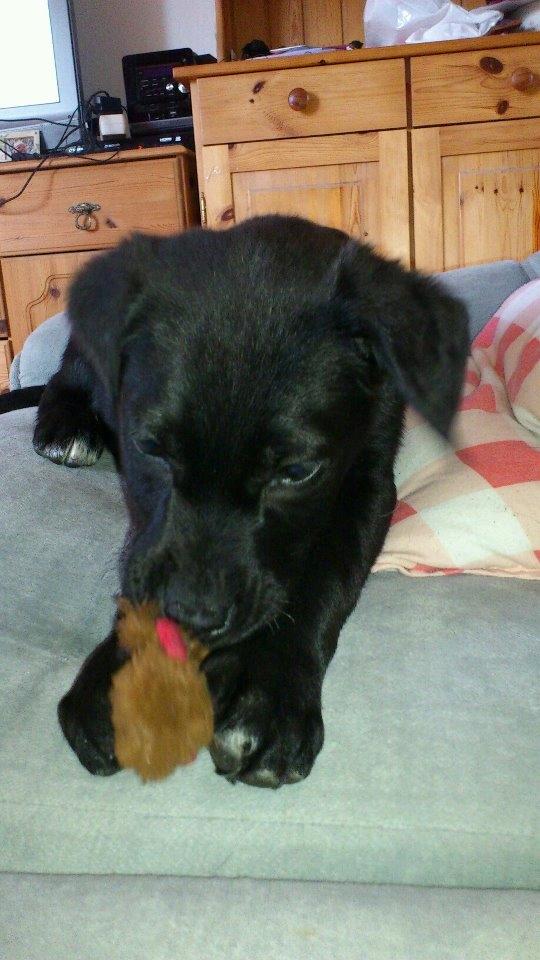 Blanding af racer Snowie - Og det er dælme en GO bamse .....  billede 8