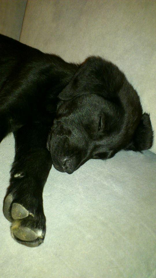 Blanding af racer Snowie - MEGET TRÆT ...... !! billede 10